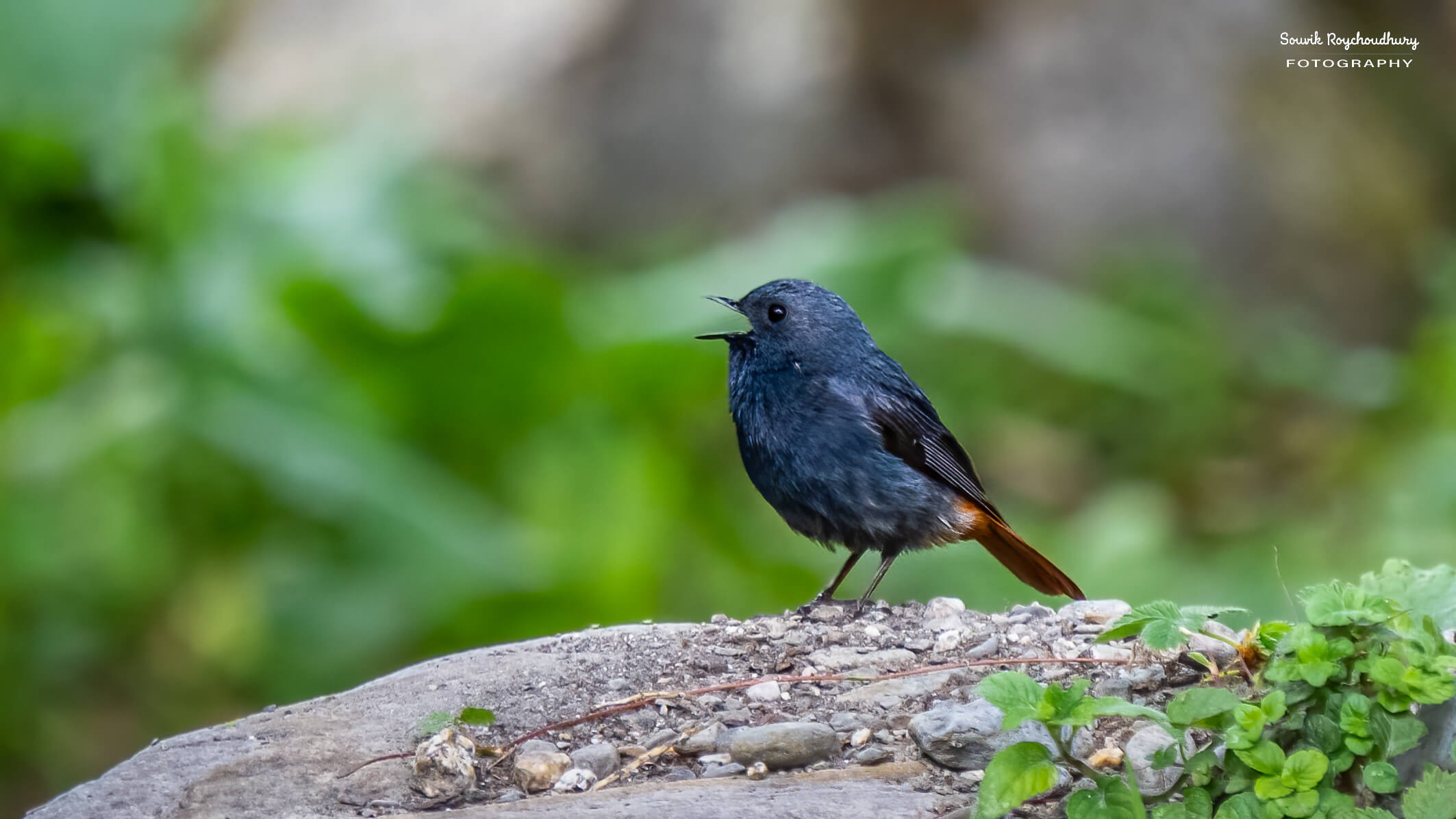 Plumbeous Redstart
