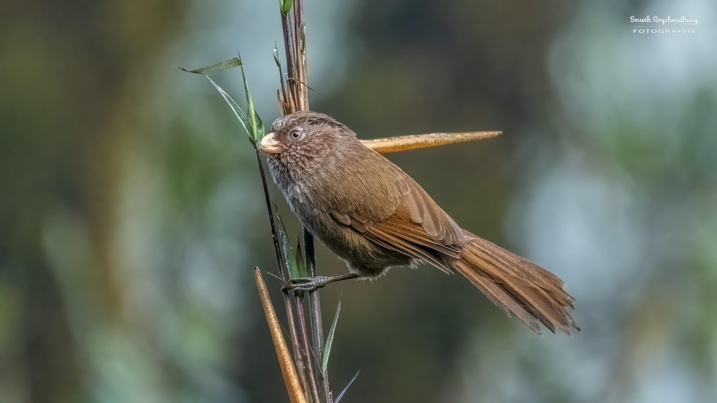 Brown Parrotbill