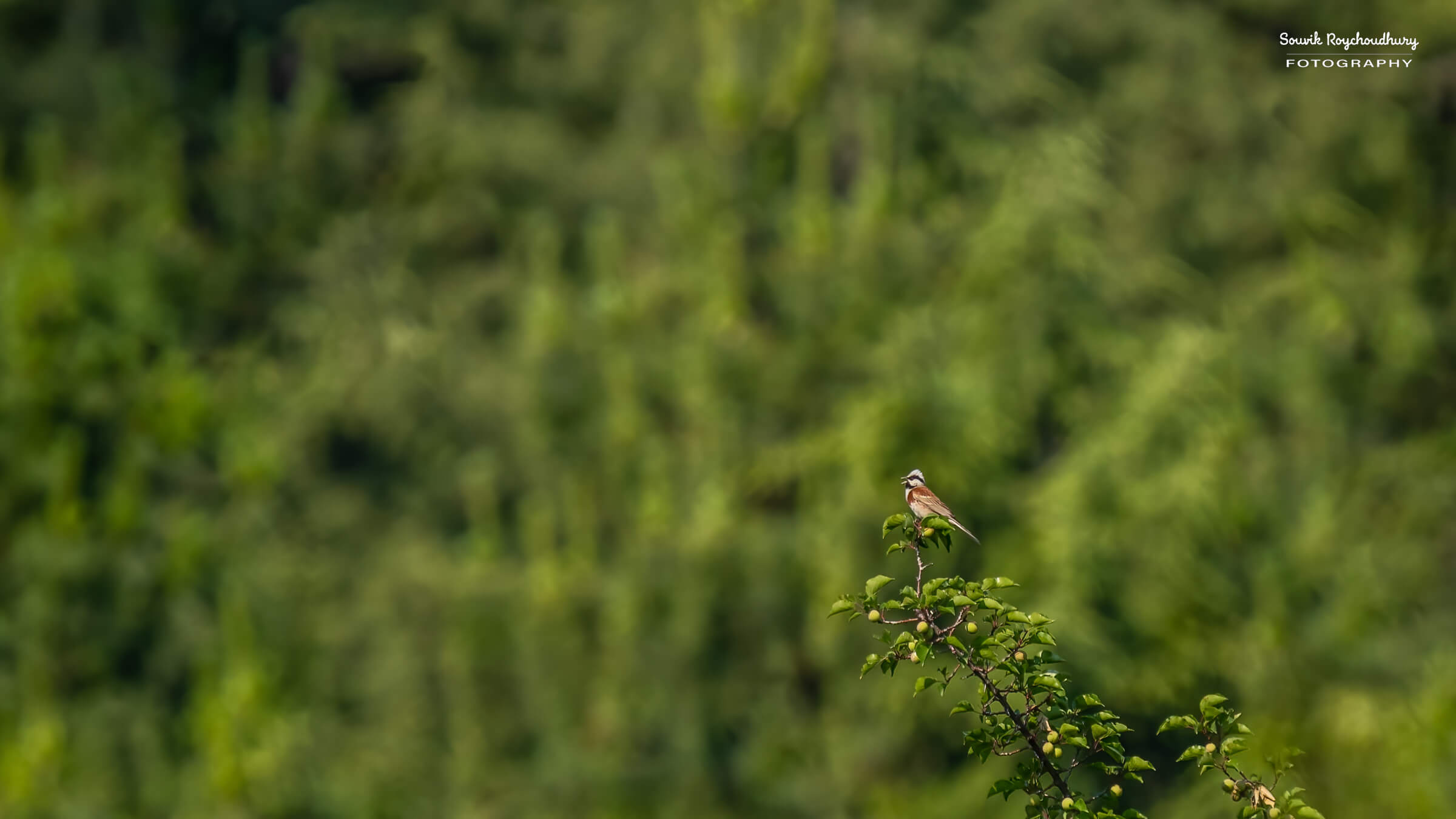 White capped Bunting