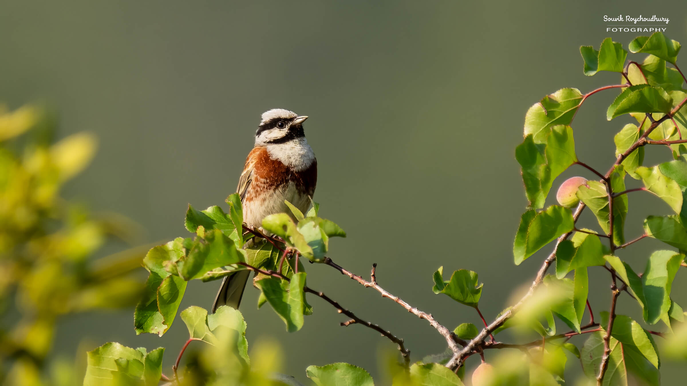 White capped Bunting