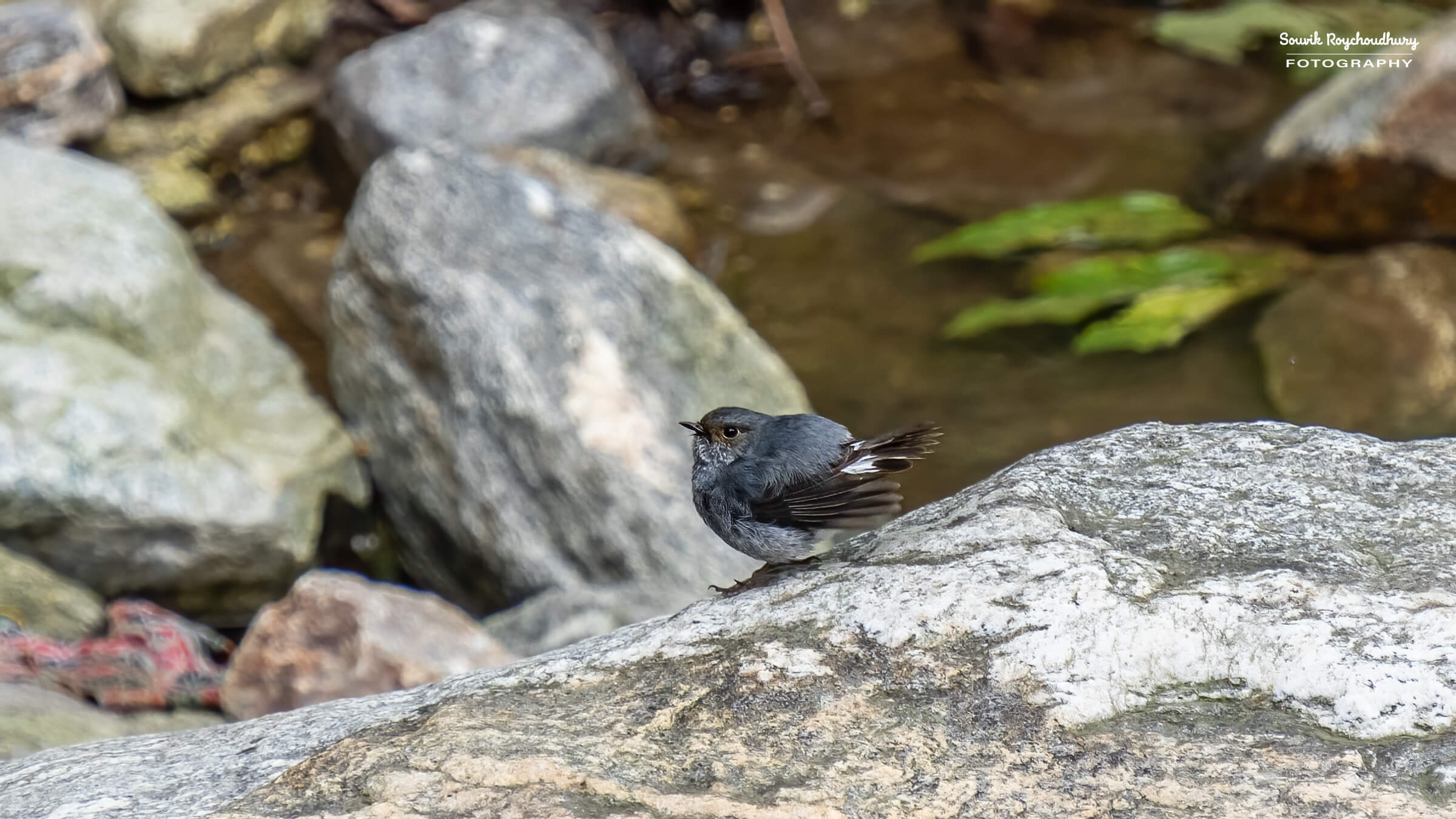 20220501 - Lava Kolakham Road Bird 2 1239-E 16x9