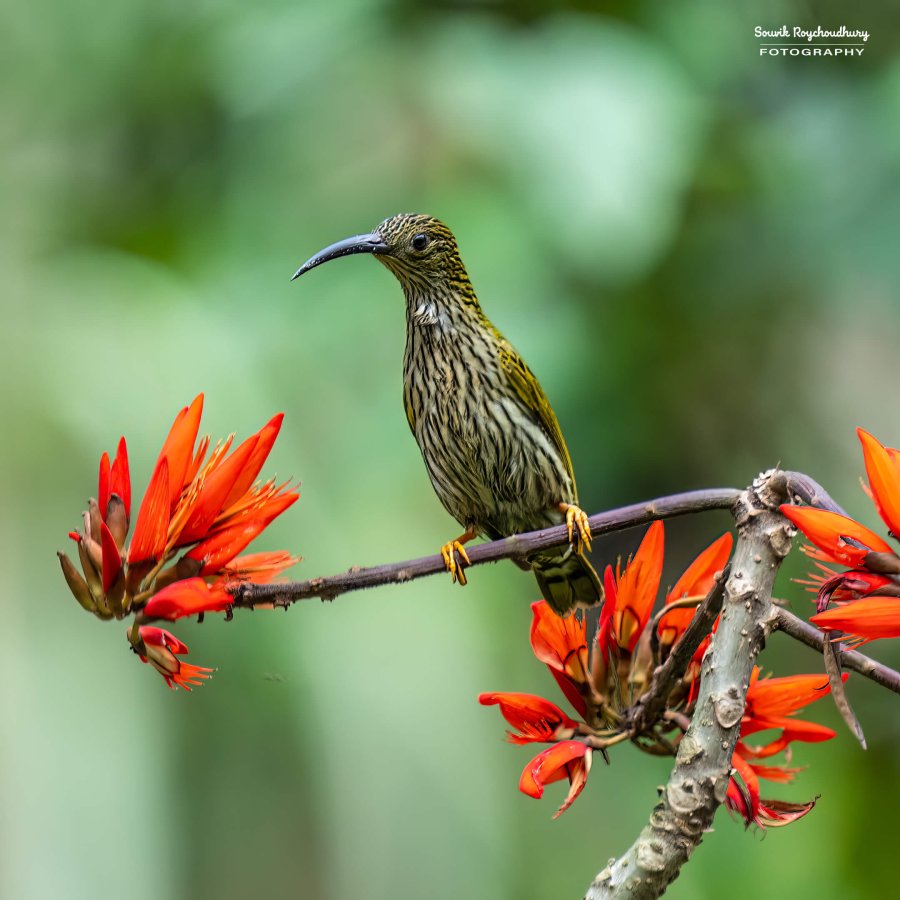 20220409 - Mishmi Baramile Birds 129-E