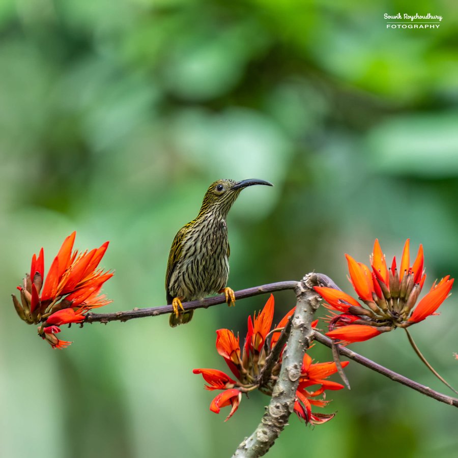 20220409 - Mishmi Baramile Birds 154-E