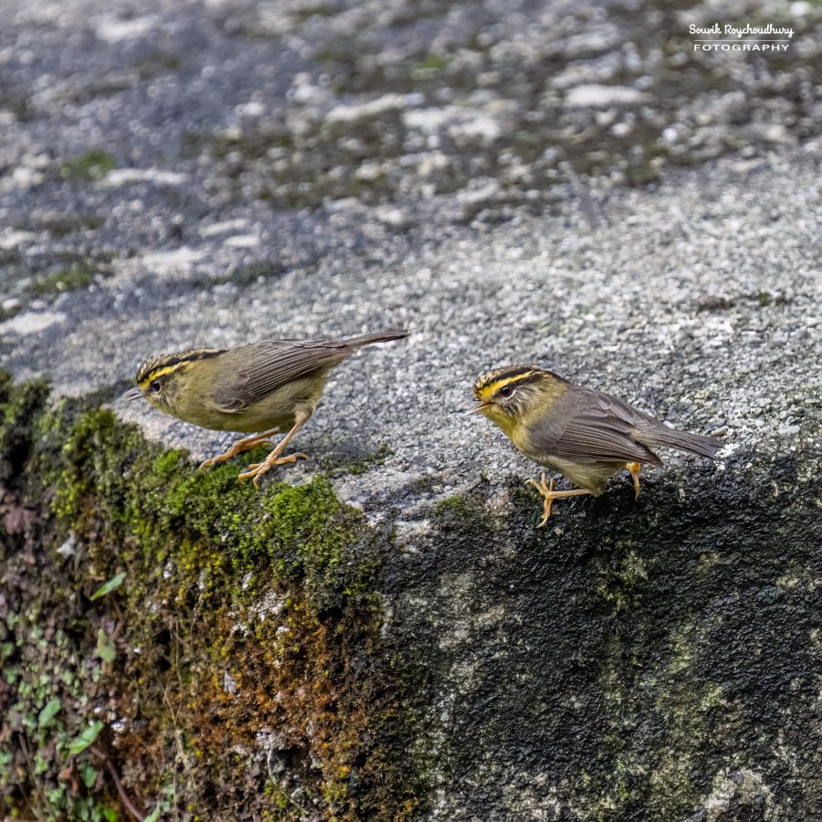 20220409 - Mishmi Baramile Birds 1673-E