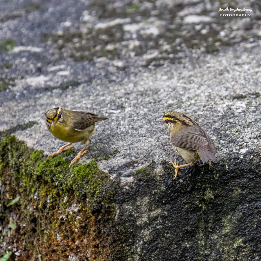 20220409 - Mishmi Baramile Birds 1688-E