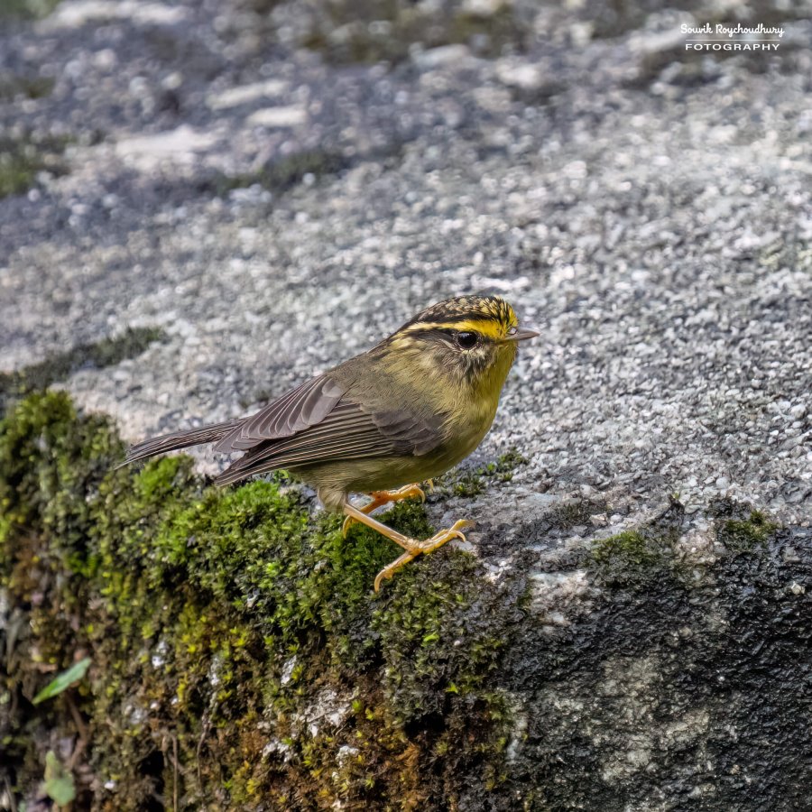 20220409 - Mishmi Baramile Birds 1757-E