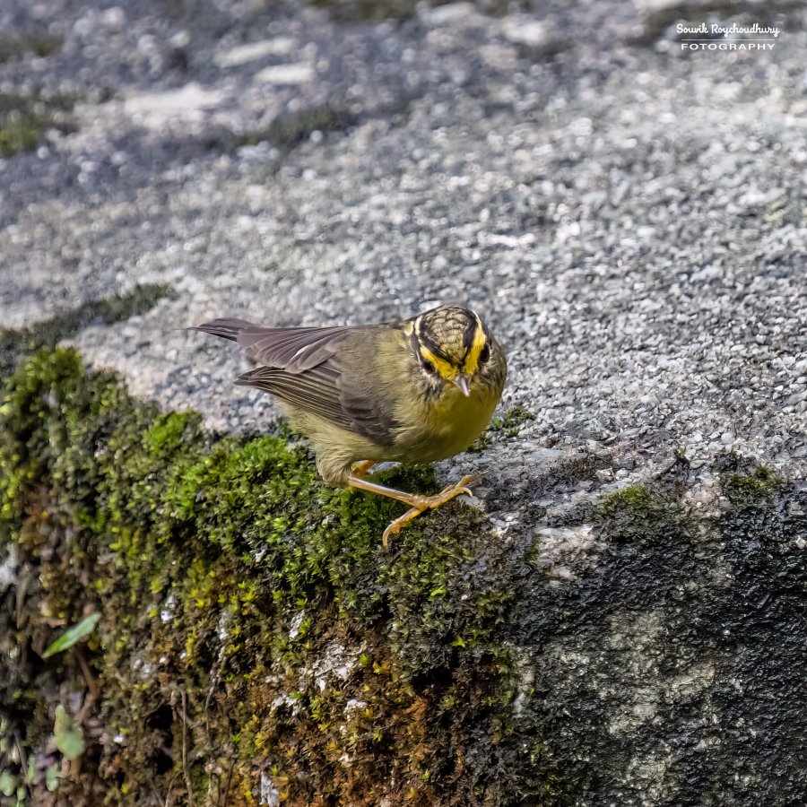 20220409 - Mishmi Baramile Birds 1765-E