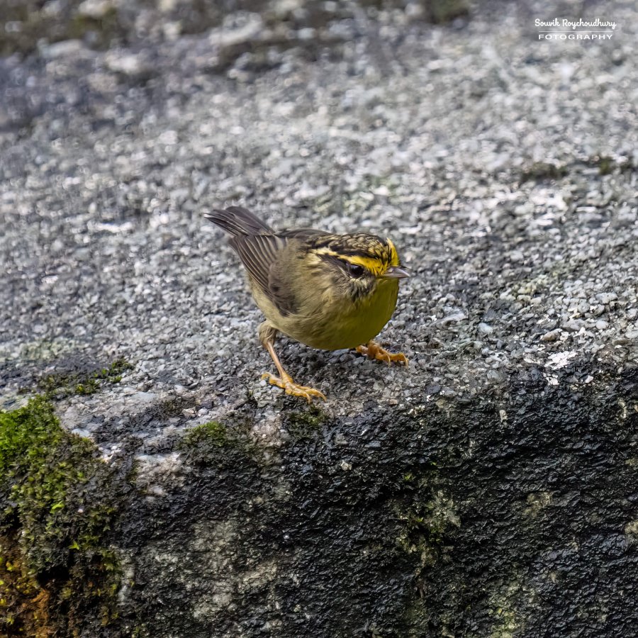20220409 - Mishmi Baramile Birds 1861-E