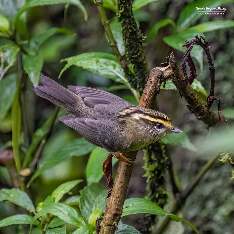 20220409 - Mishmi Baramile Birds 2011-E