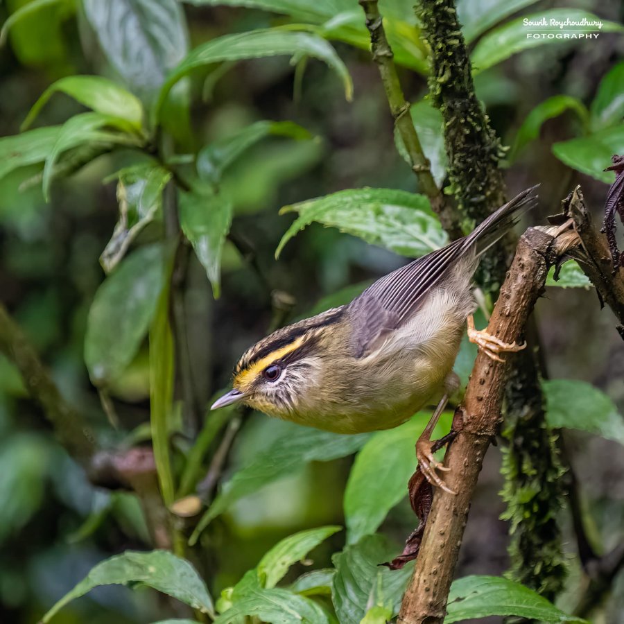20220409 - Mishmi Baramile Birds 2036-E