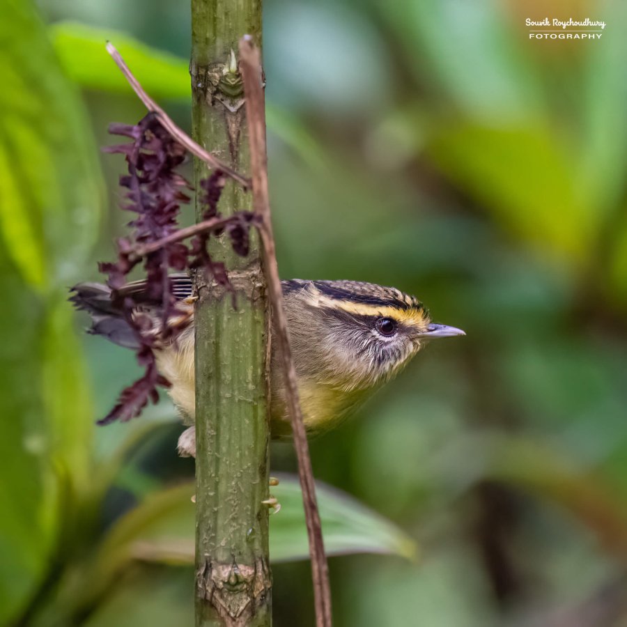 20220409 - Mishmi Baramile Birds 2096-E