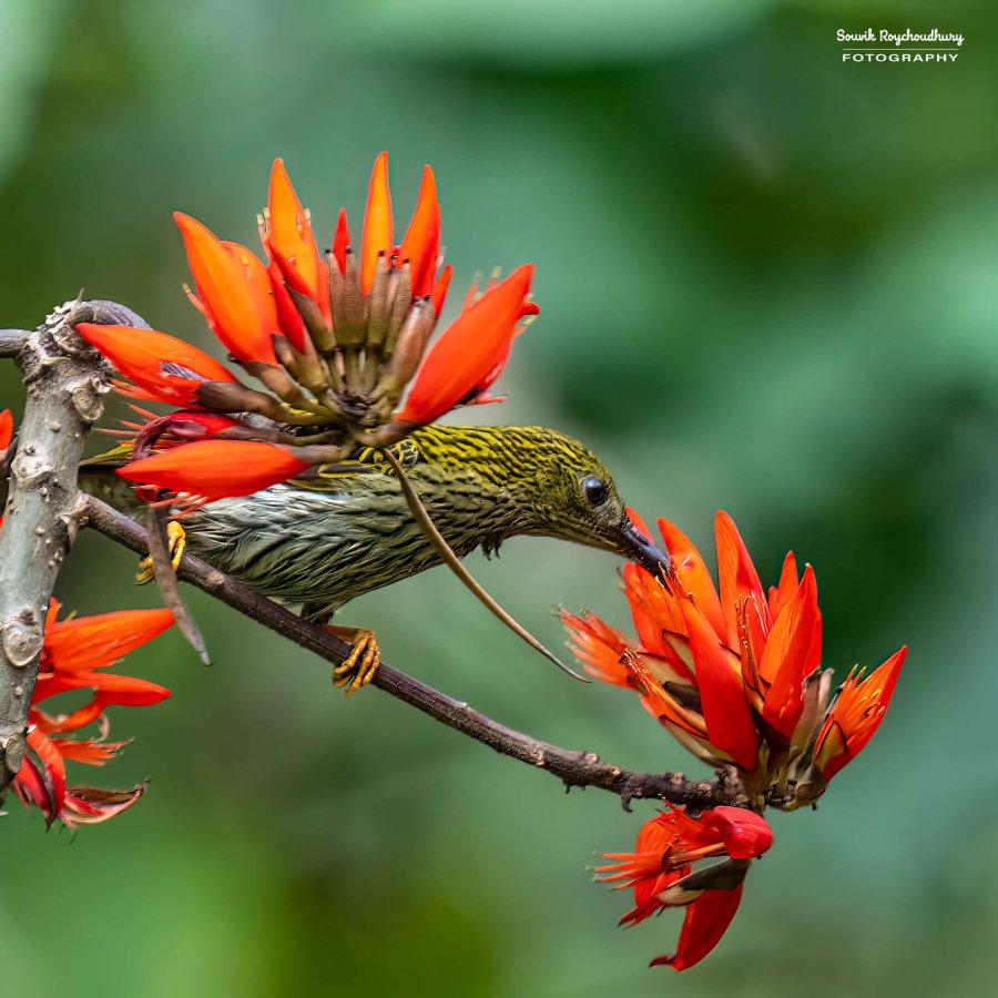 20220409 - Mishmi Baramile Birds 211-E