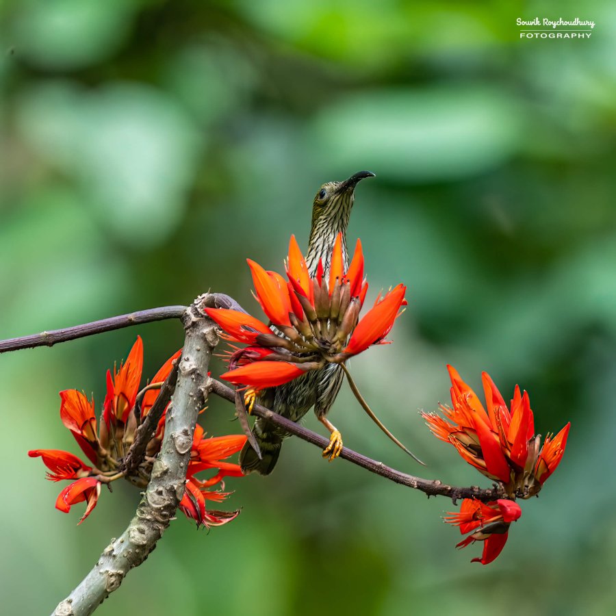 20220409 - Mishmi Baramile Birds 215-E