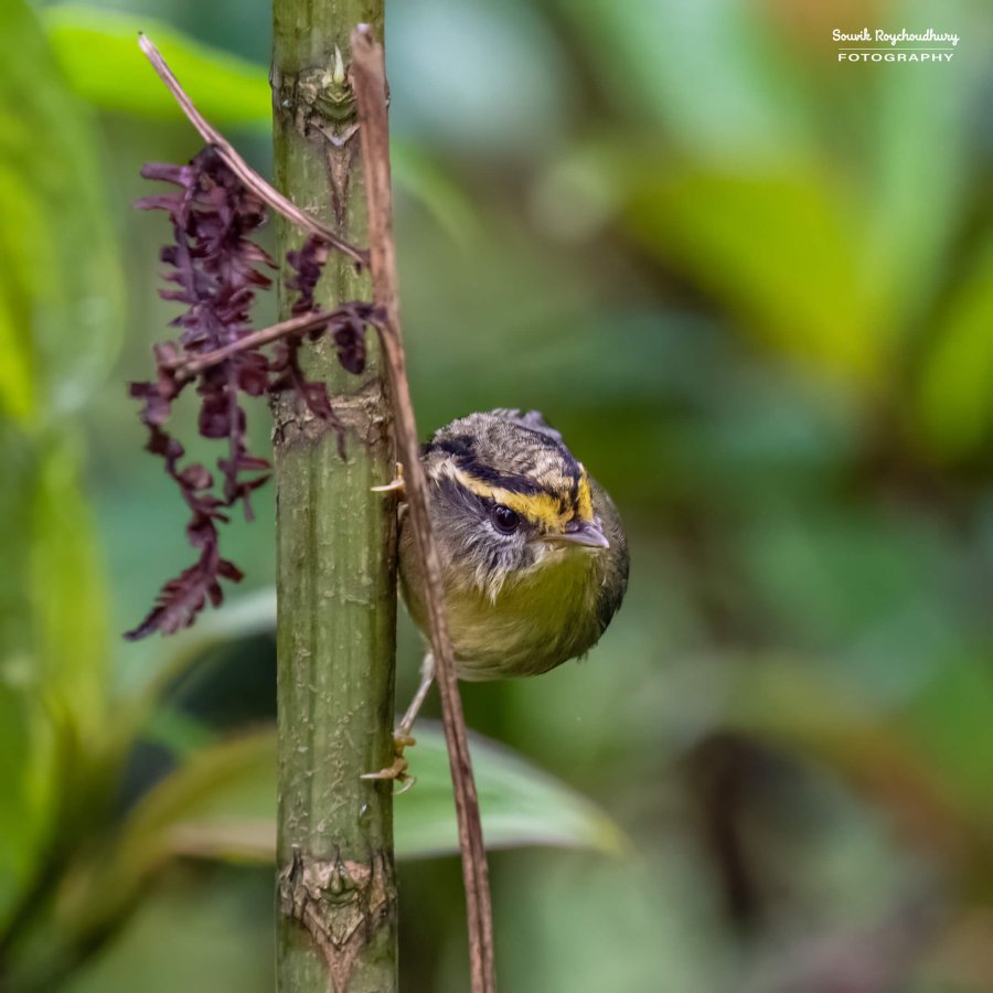 20220409 - Mishmi Baramile Birds 2169-E