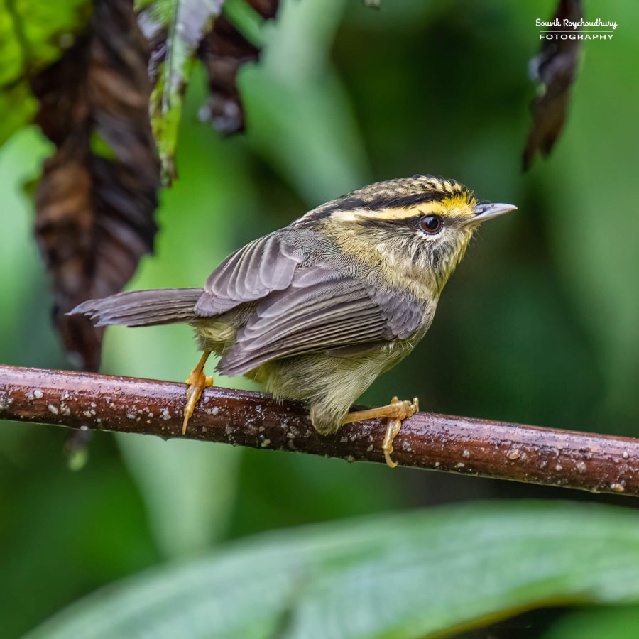 20220409 - Mishmi Baramile Birds 2202-E