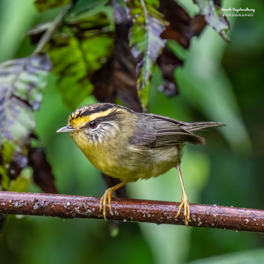 20220409 - Mishmi Baramile Birds 2262-E