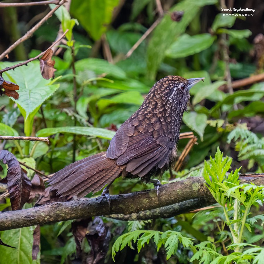 20220409 - Mishmi Baramile Birds 2312-E