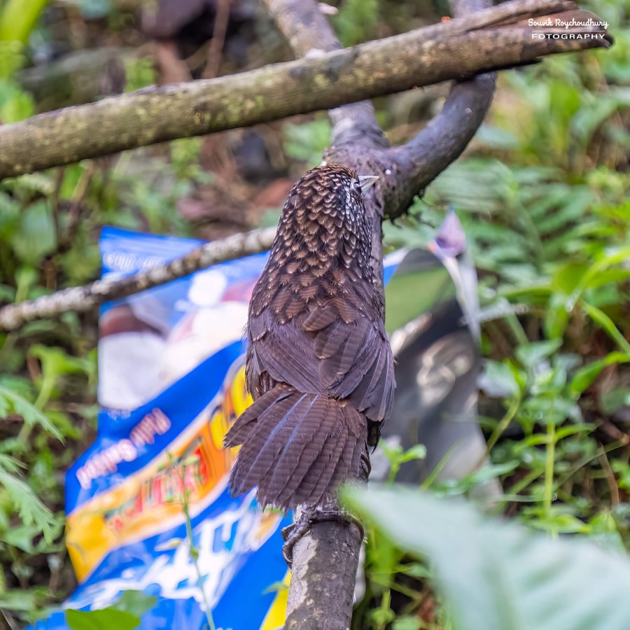 20220409 - Mishmi Baramile Birds 2397-E