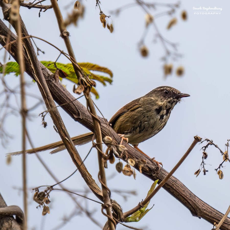 20220409 - Mishmi Baramile Birds 416-E 16x9