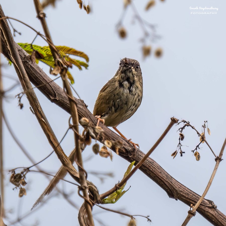 20220409 - Mishmi Baramile Birds 423-E 16x9