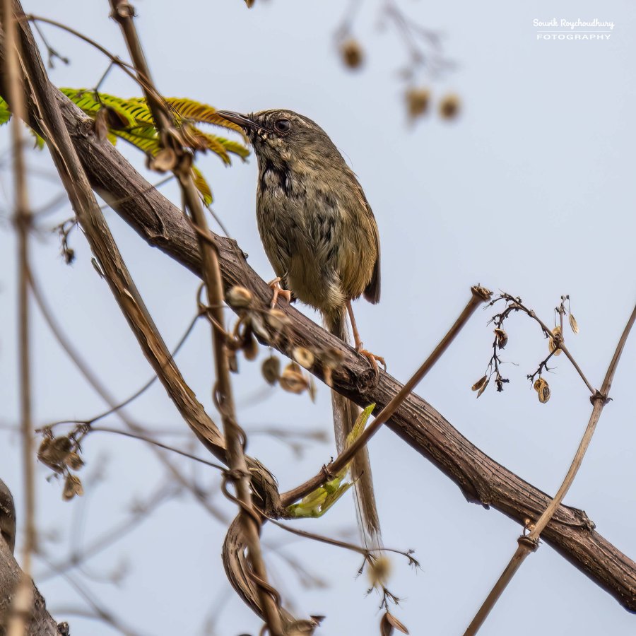 20220409 - Mishmi Baramile Birds 434-E 16x9