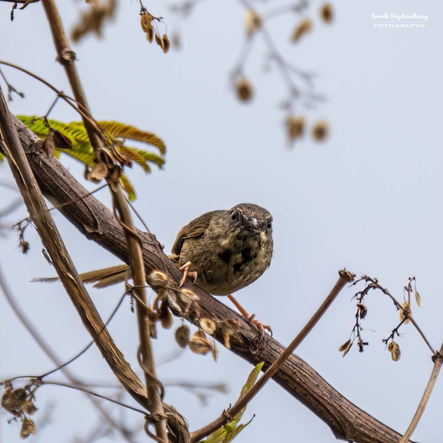 20220409 - Mishmi Baramile Birds 454-E 16x9