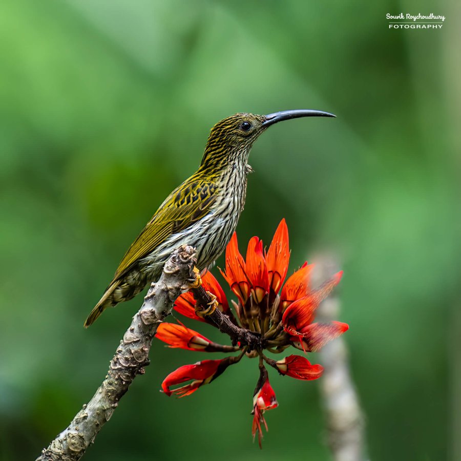 20220409 - Mishmi Baramile Birds 86-E