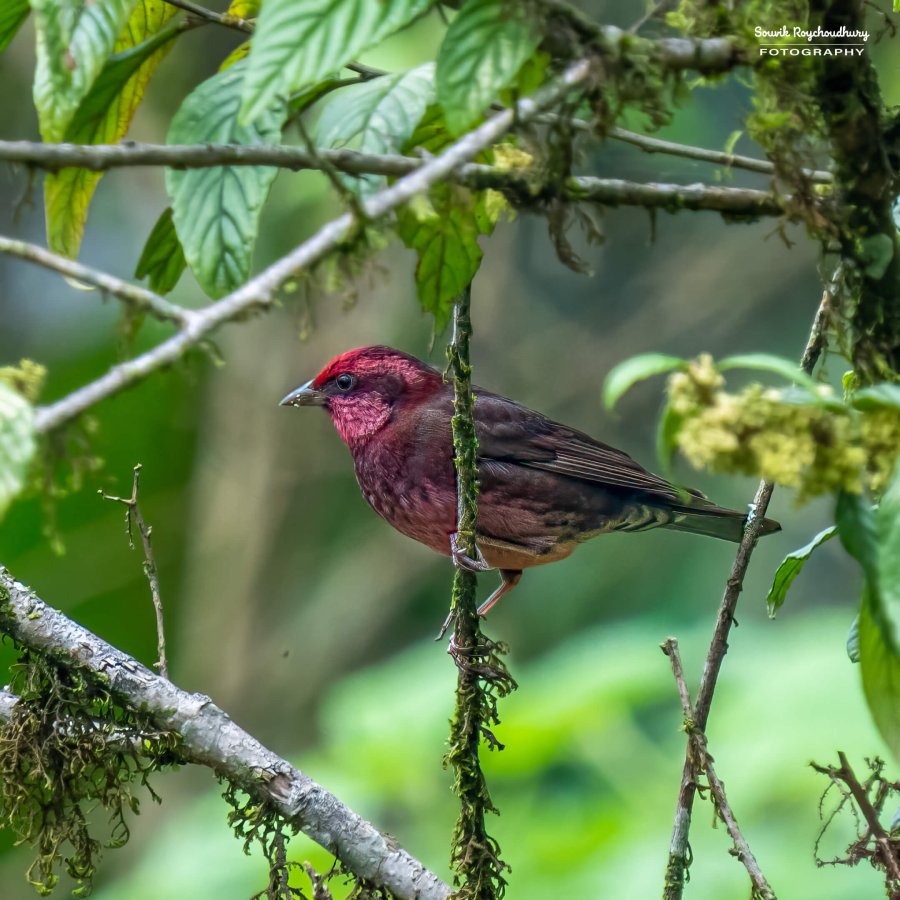 20220410 - Mishmi Tiwari Gaon Birds 1138-E-E