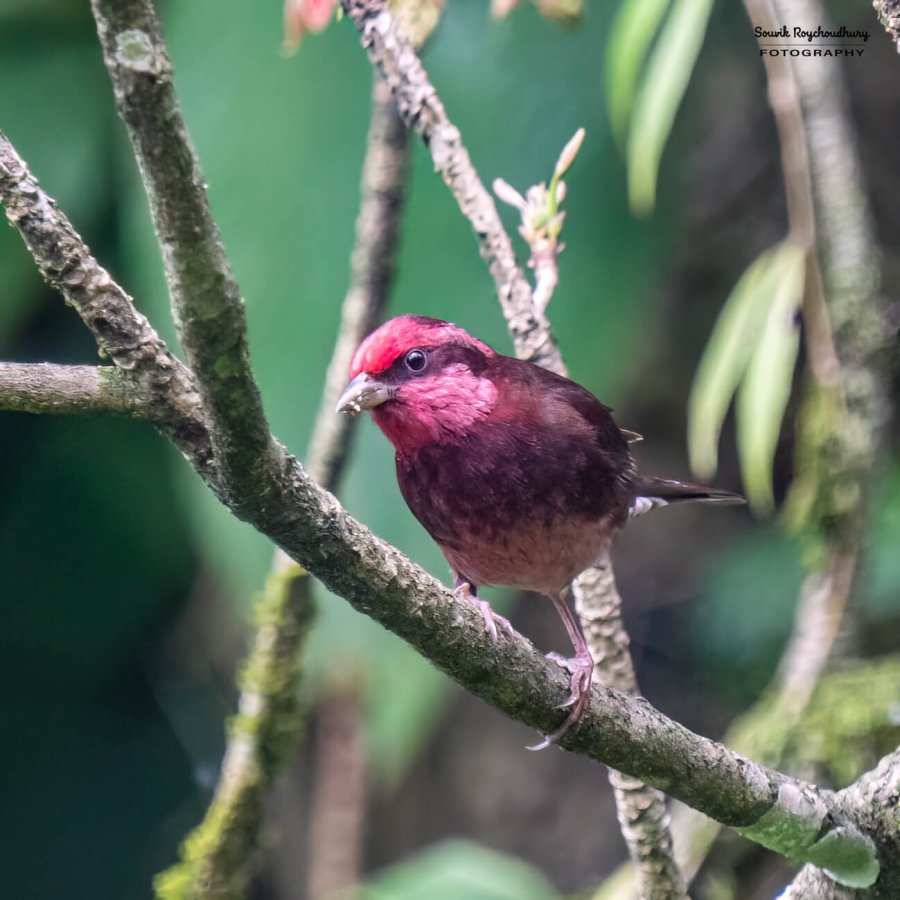 20220410 - Mishmi Tiwari Gaon Birds 1186-E