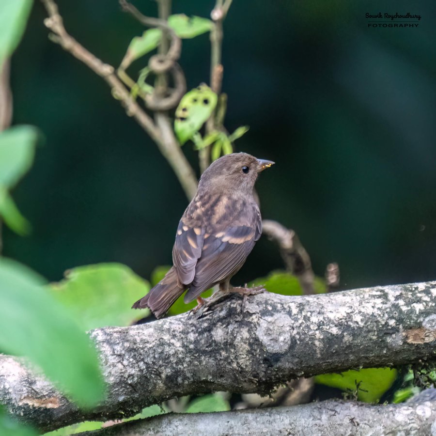 20220410 - Mishmi Tiwari Gaon Birds 1215-E