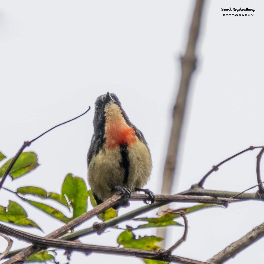20220410 - Mishmi Tiwari Gaon Birds 137-E