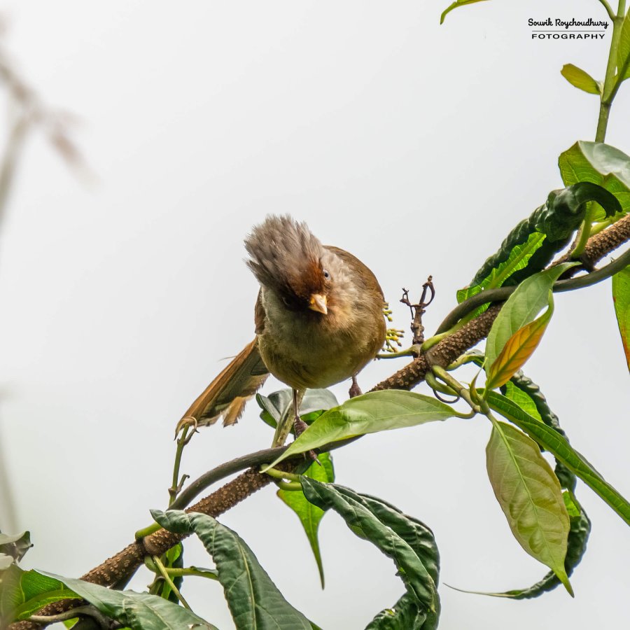 20220410 - Mishmi Tiwari Gaon Birds 1424-E