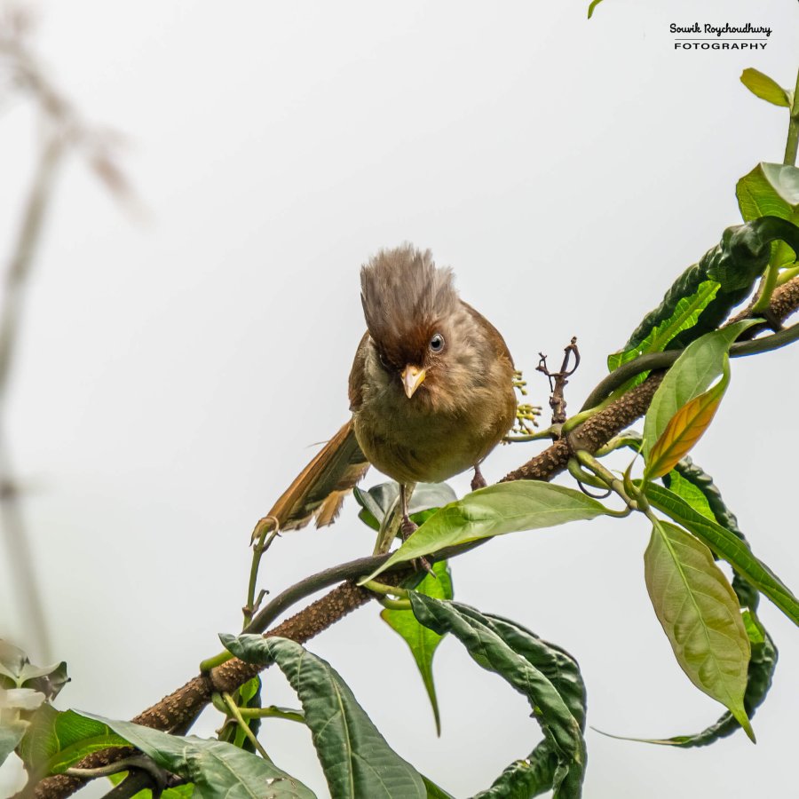 20220410 - Mishmi Tiwari Gaon Birds 1432-E