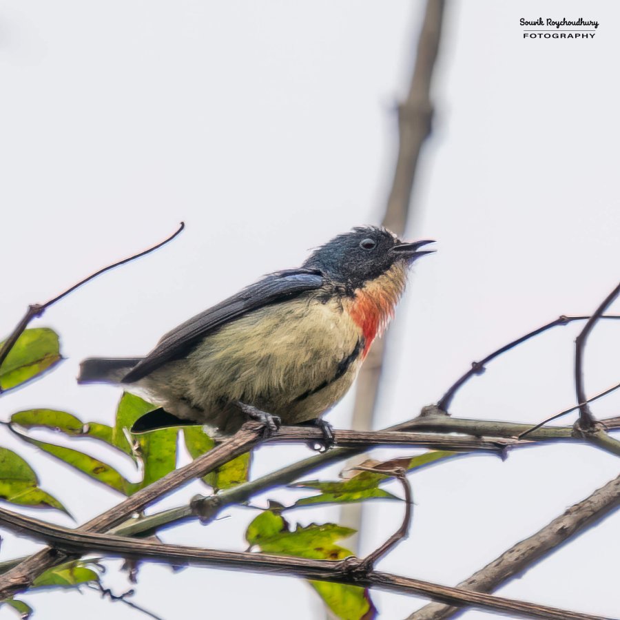 20220410 - Mishmi Tiwari Gaon Birds 144-E