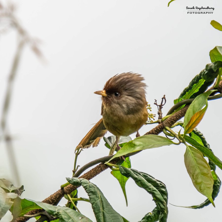 20220410 - Mishmi Tiwari Gaon Birds 1444-E