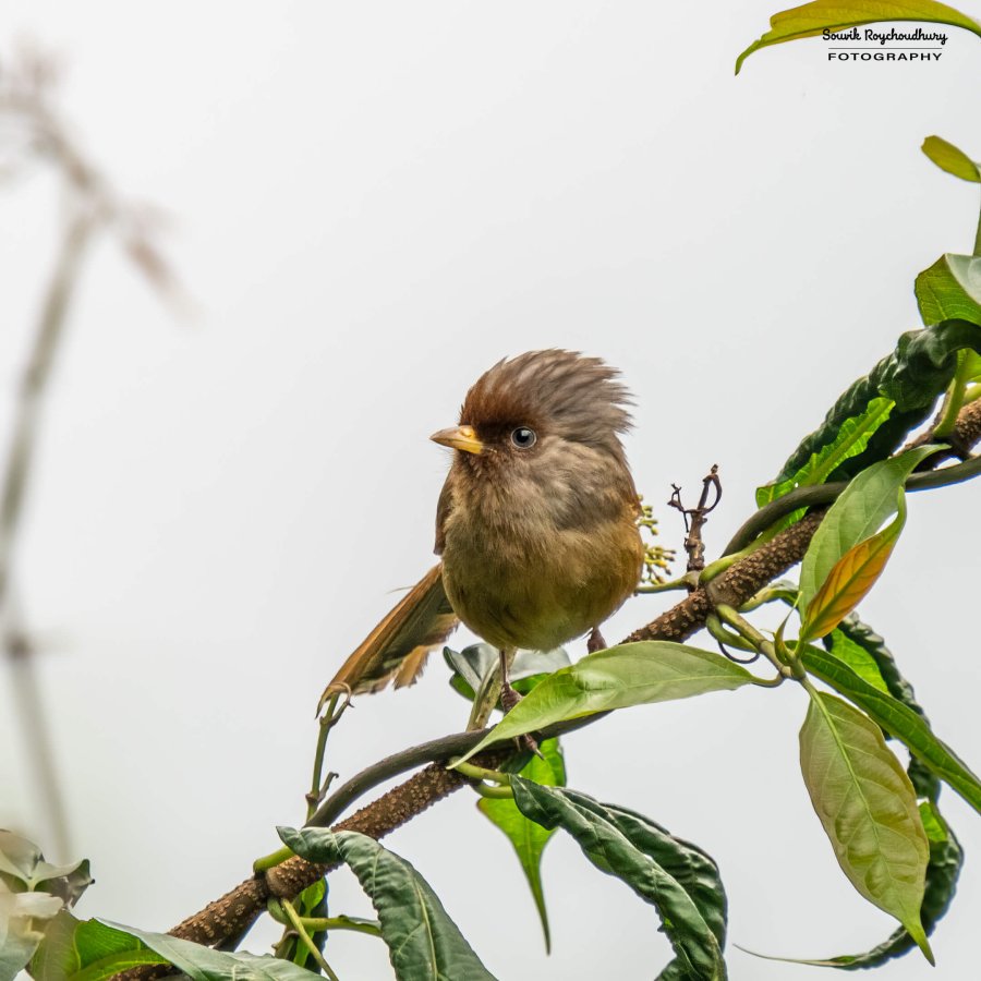 20220410 - Mishmi Tiwari Gaon Birds 1458-E