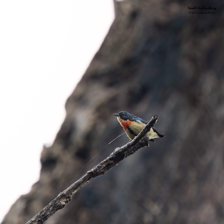 20220410 - Mishmi Tiwari Gaon Birds 35-E