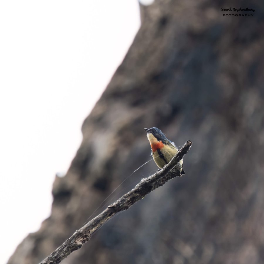 20220410 - Mishmi Tiwari Gaon Birds 51-E