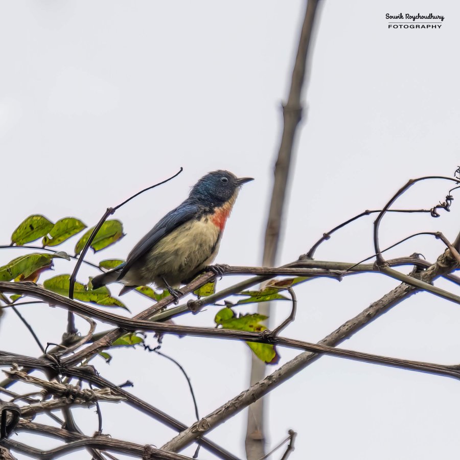 20220410 - Mishmi Tiwari Gaon Birds 68-E