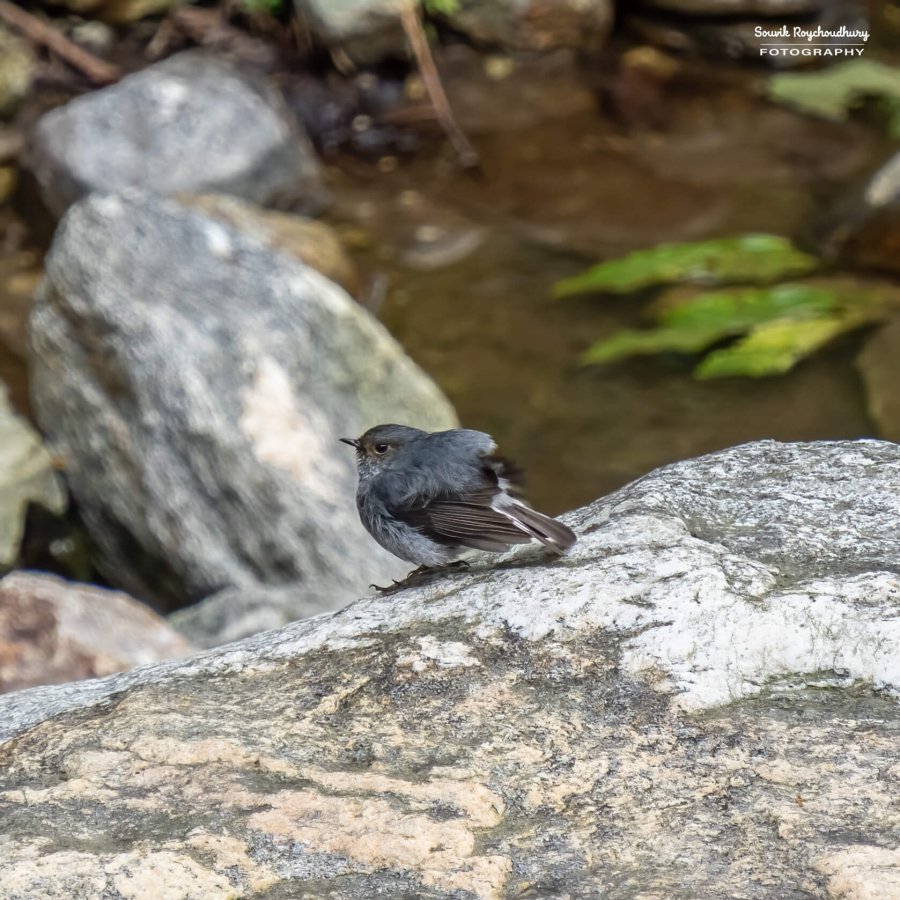 20220501 - Lava Kolakham Road Bird 2 1235-E