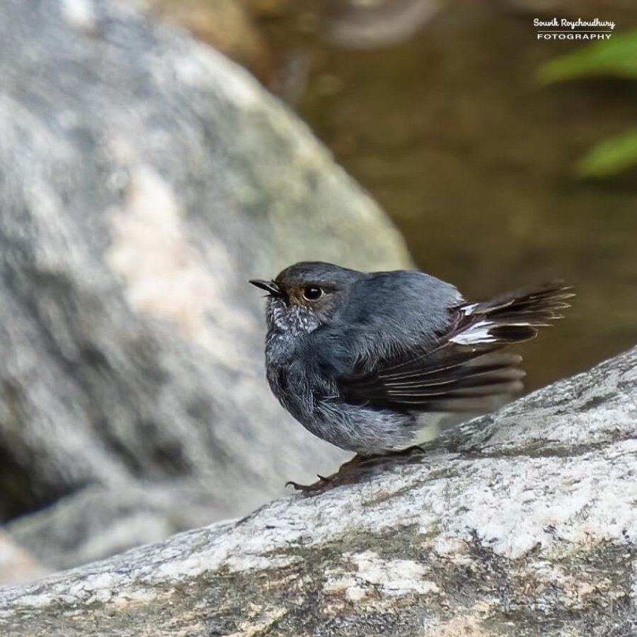 20220501 - Lava Kolakham Road Bird 2 1239-E