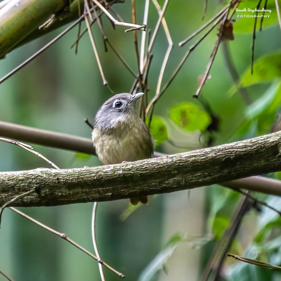 20220501 - Lava Kolakham Road Bird 2 459-E