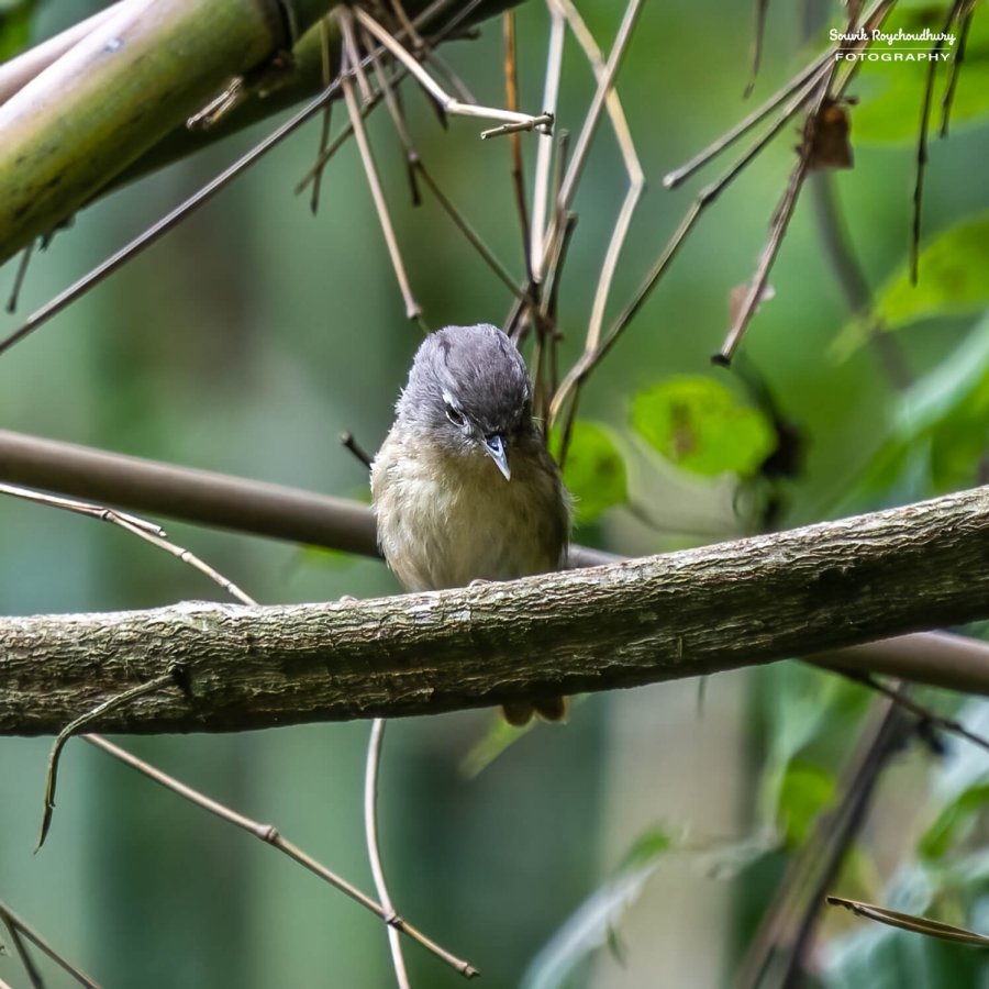 20220501 - Lava Kolakham Road Bird 2 472-E