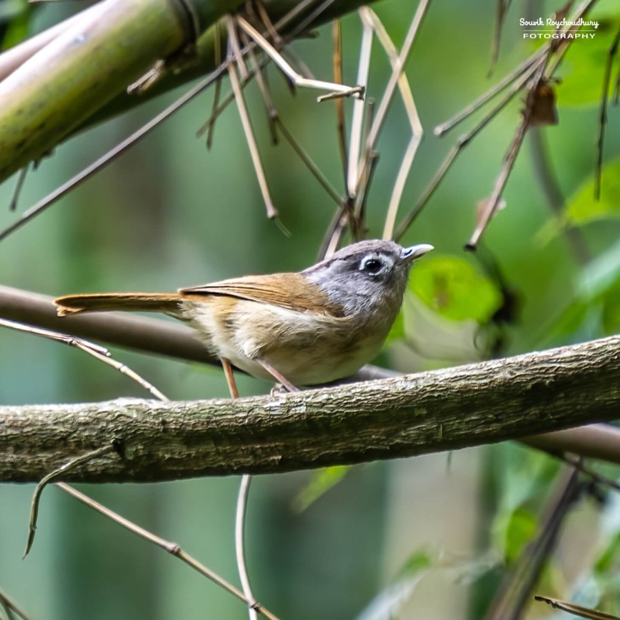 20220501 - Lava Kolakham Road Bird 2 505-E