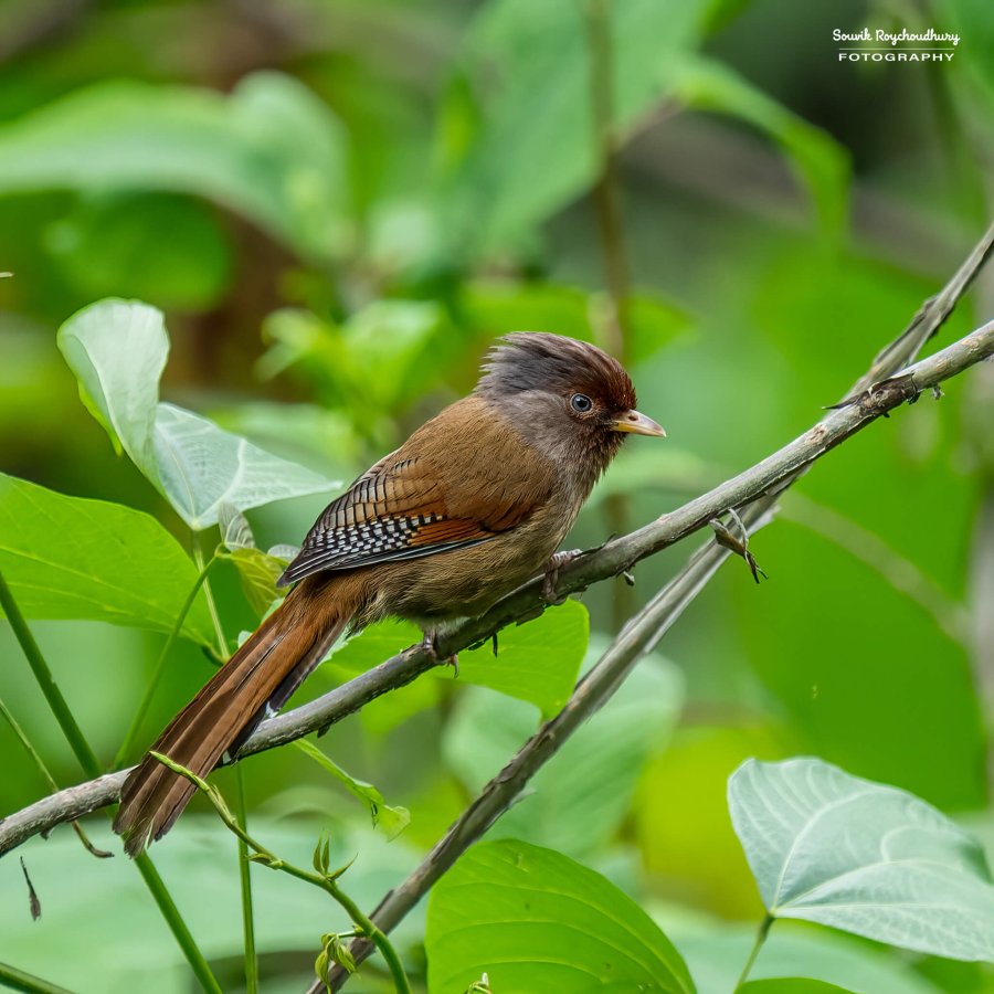 20220501 - Lava Kolakham Road Bird 2 555-E