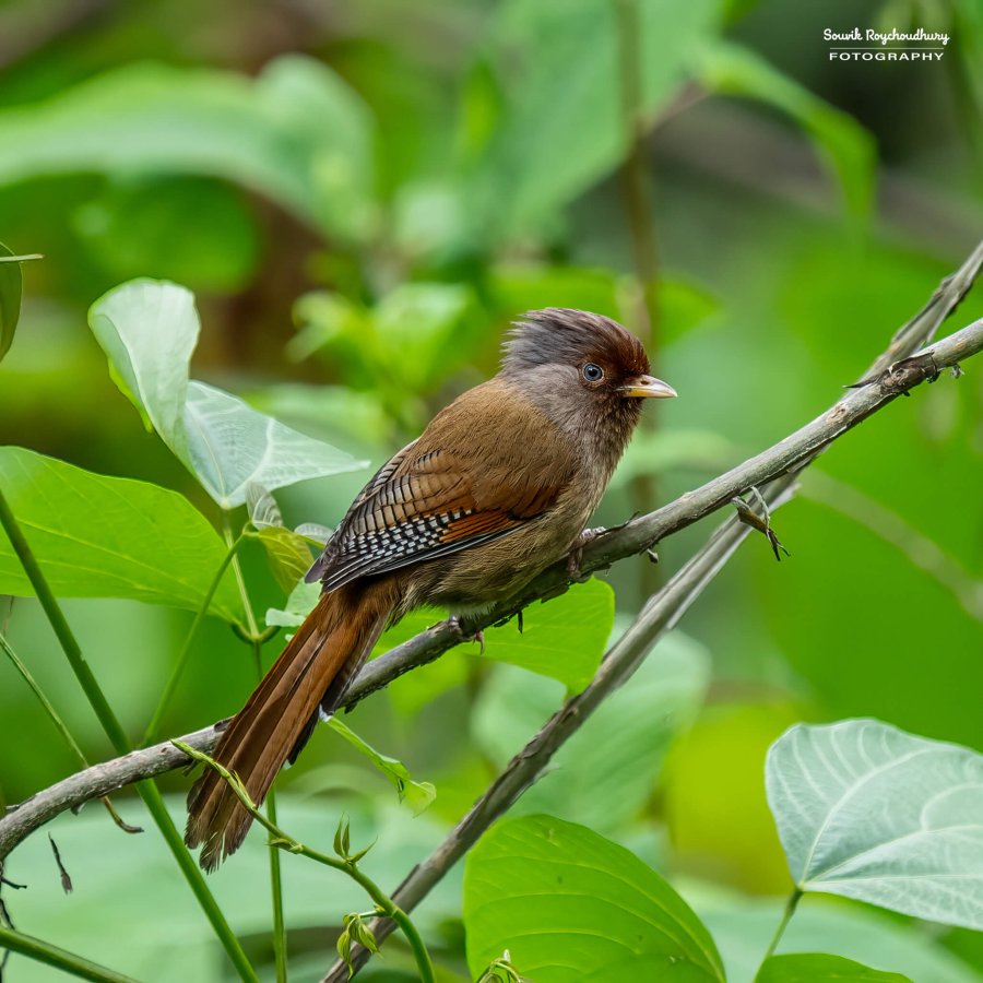 20220501 - Lava Kolakham Road Bird 2 576-E