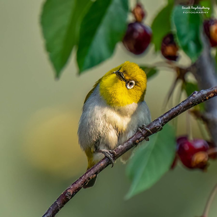 Indian White Eye