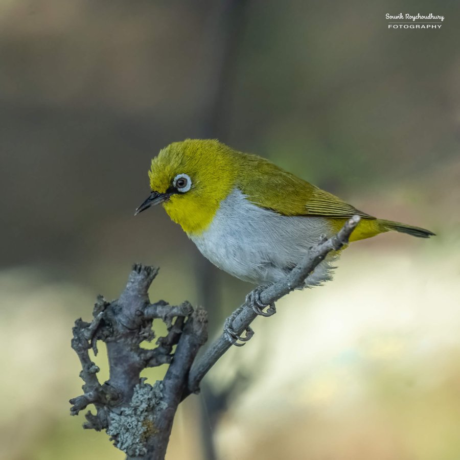 Indian White Eye