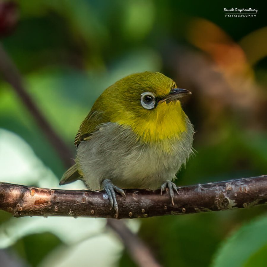 Indian White Eye