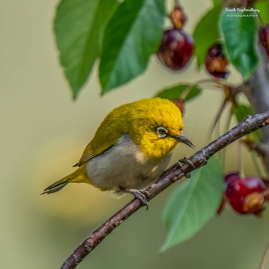 Indian White Eye